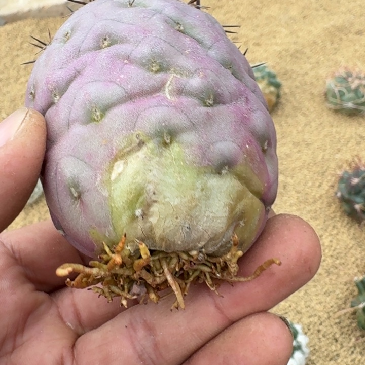 习志野一代侧芽有根66666