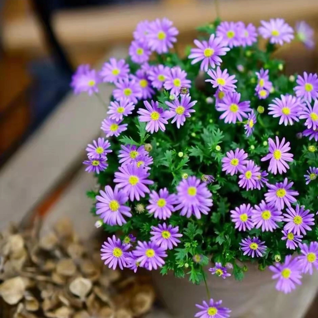 姬小菊盆栽阳台爆花机器雏菊花卉四季菊花庭院多年生室外花苞植物