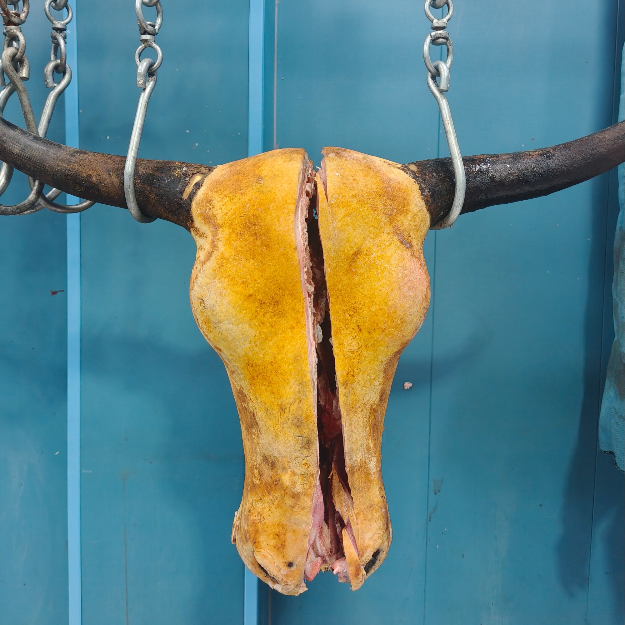 《牦牛 牛头》青海清真牦牛 整只牛头 22斤起