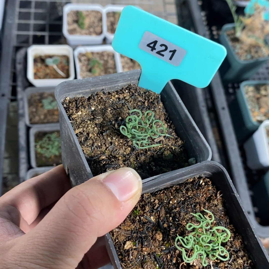 方便面弹簧草两颗多肉