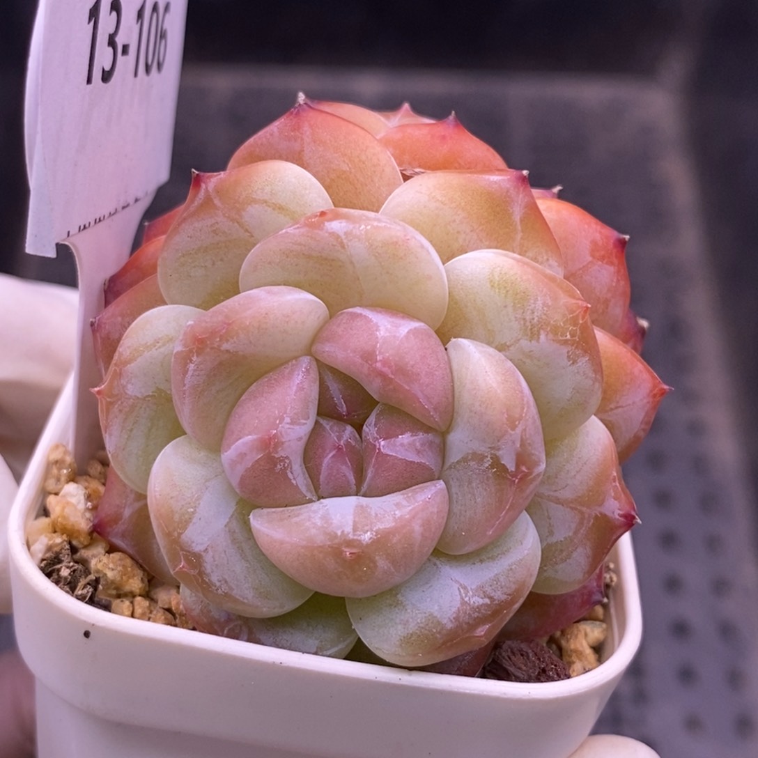 【闪购商品】13-106