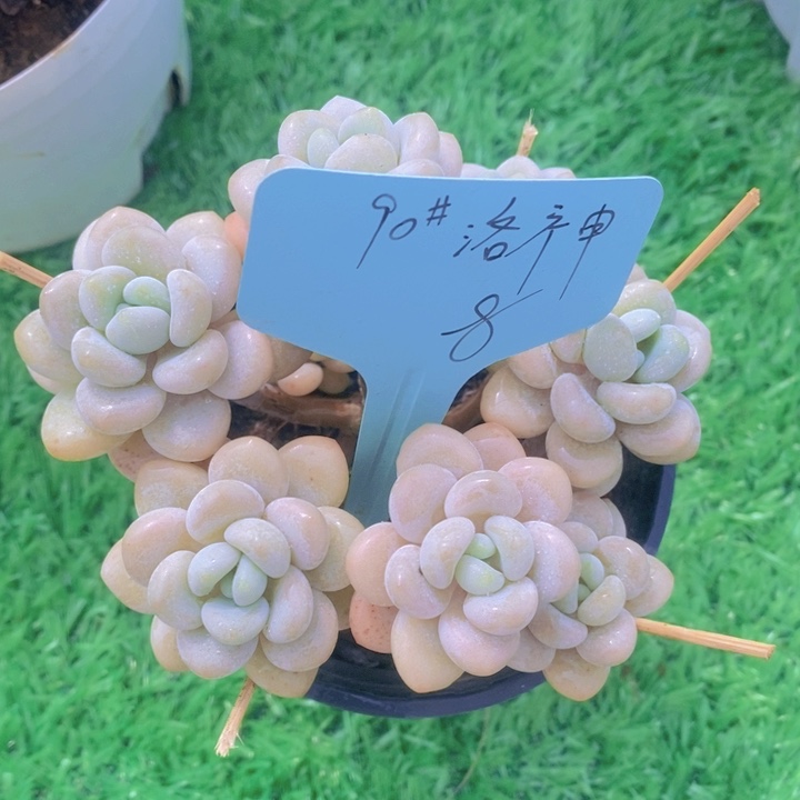 马*钧白奶糖，多肉植物