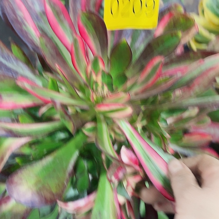 多肉植物香奈儿七彩0209