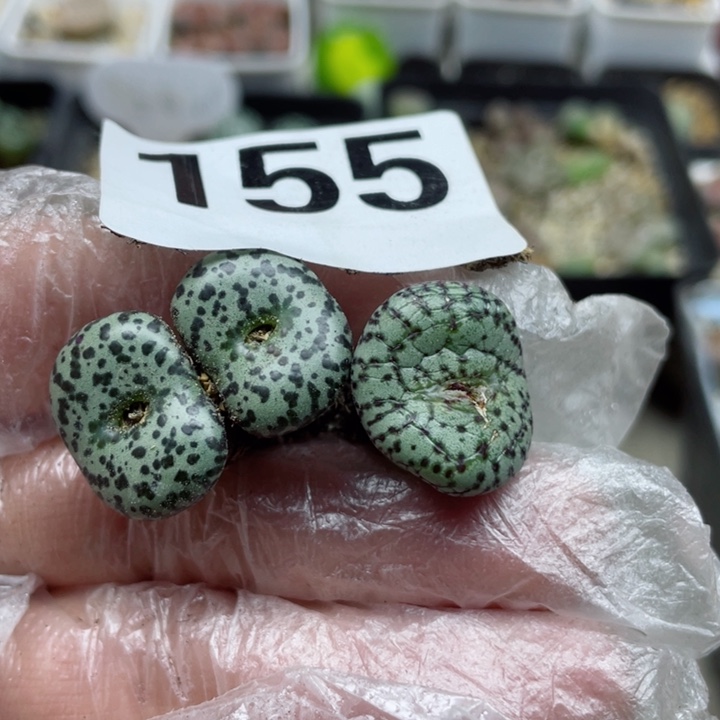 155泡泡点安贞两颗