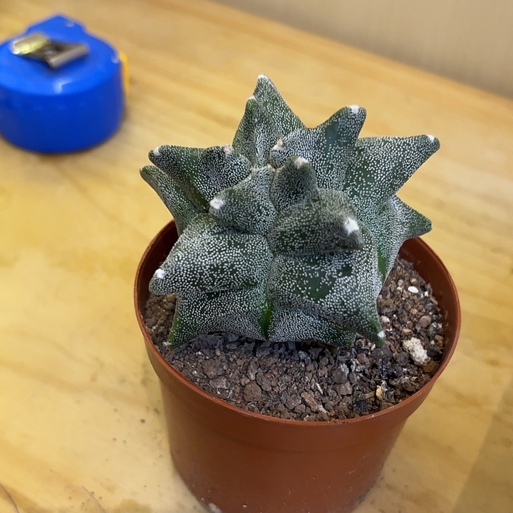 实生精品角优品相自观如图