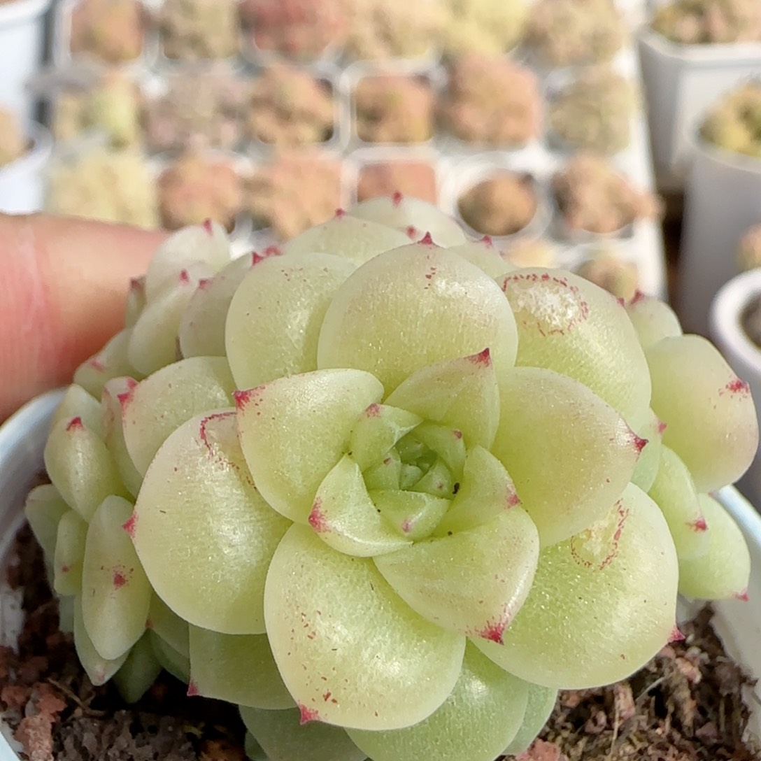 【闪购商品】0213-168优选麦杆