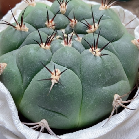 新天地仙人球15米仙人球