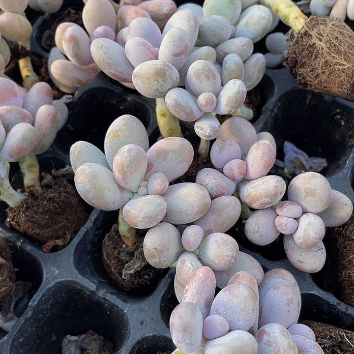 文斯通1.5带土发货