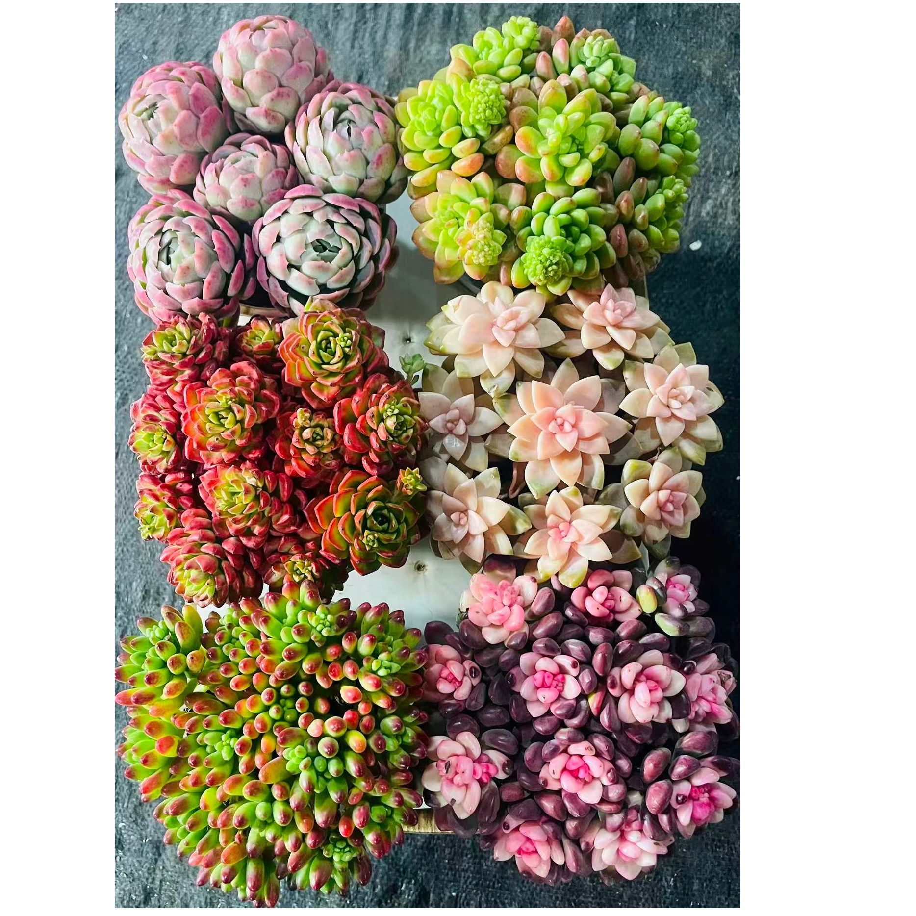 自家种植精养多肉   好看好养（六盆多肉组合）
