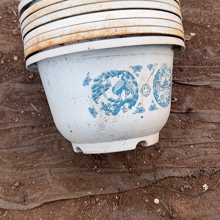 花开富贵口径21高13发15个