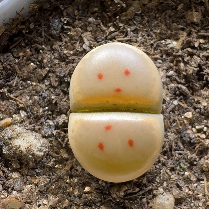 生石花3:：：。  66号