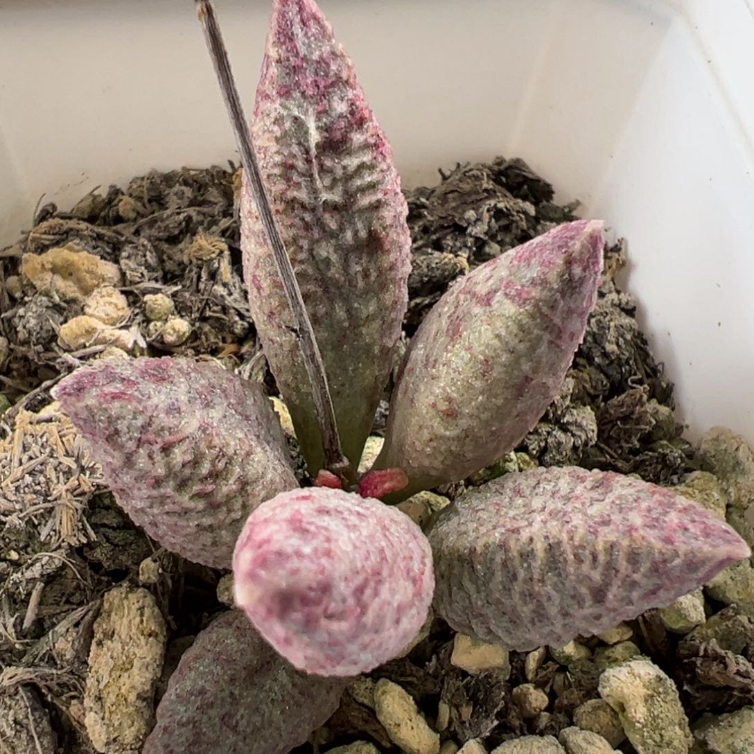 融化纹猪肝带倒刺多肉