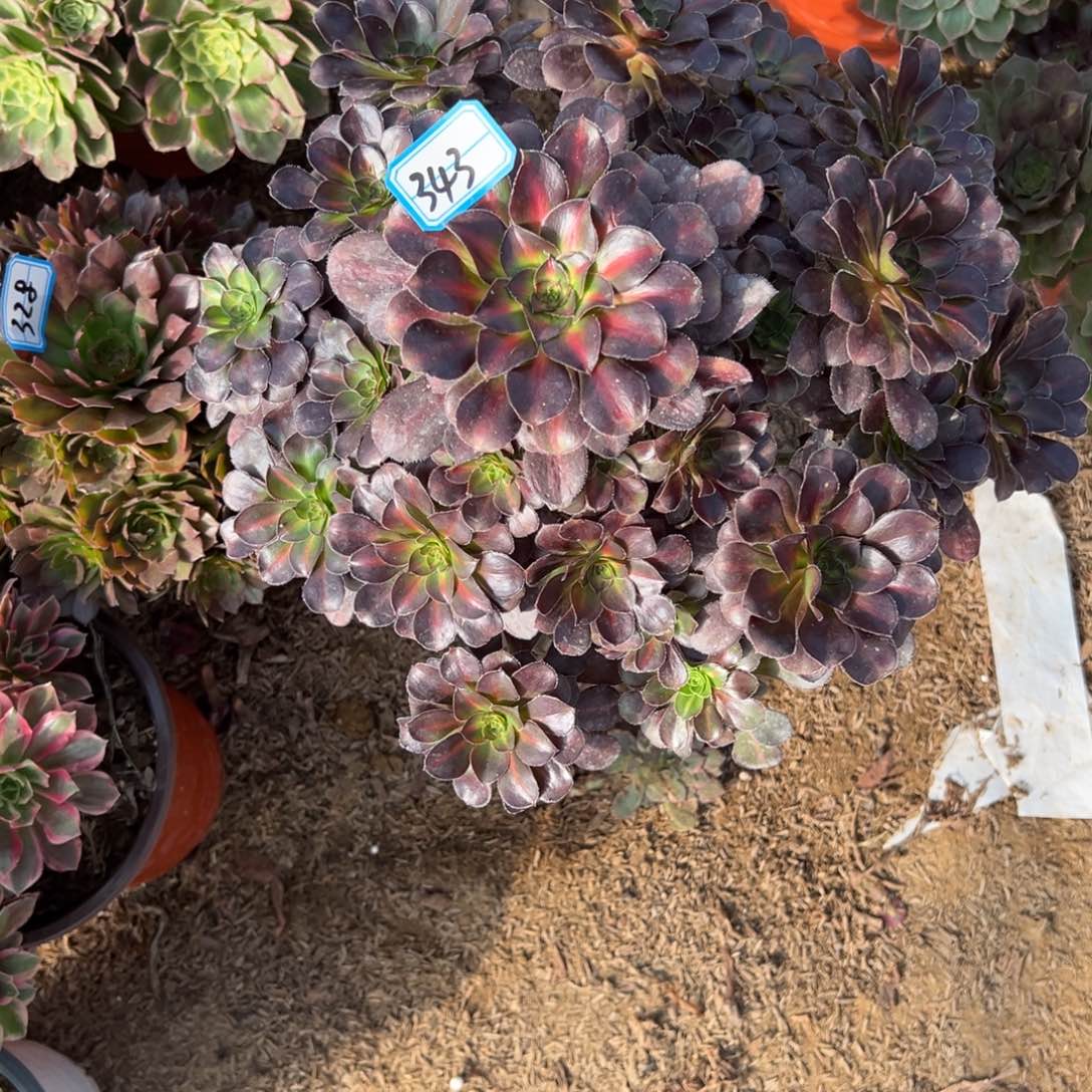 343晚霞多肉植物法师