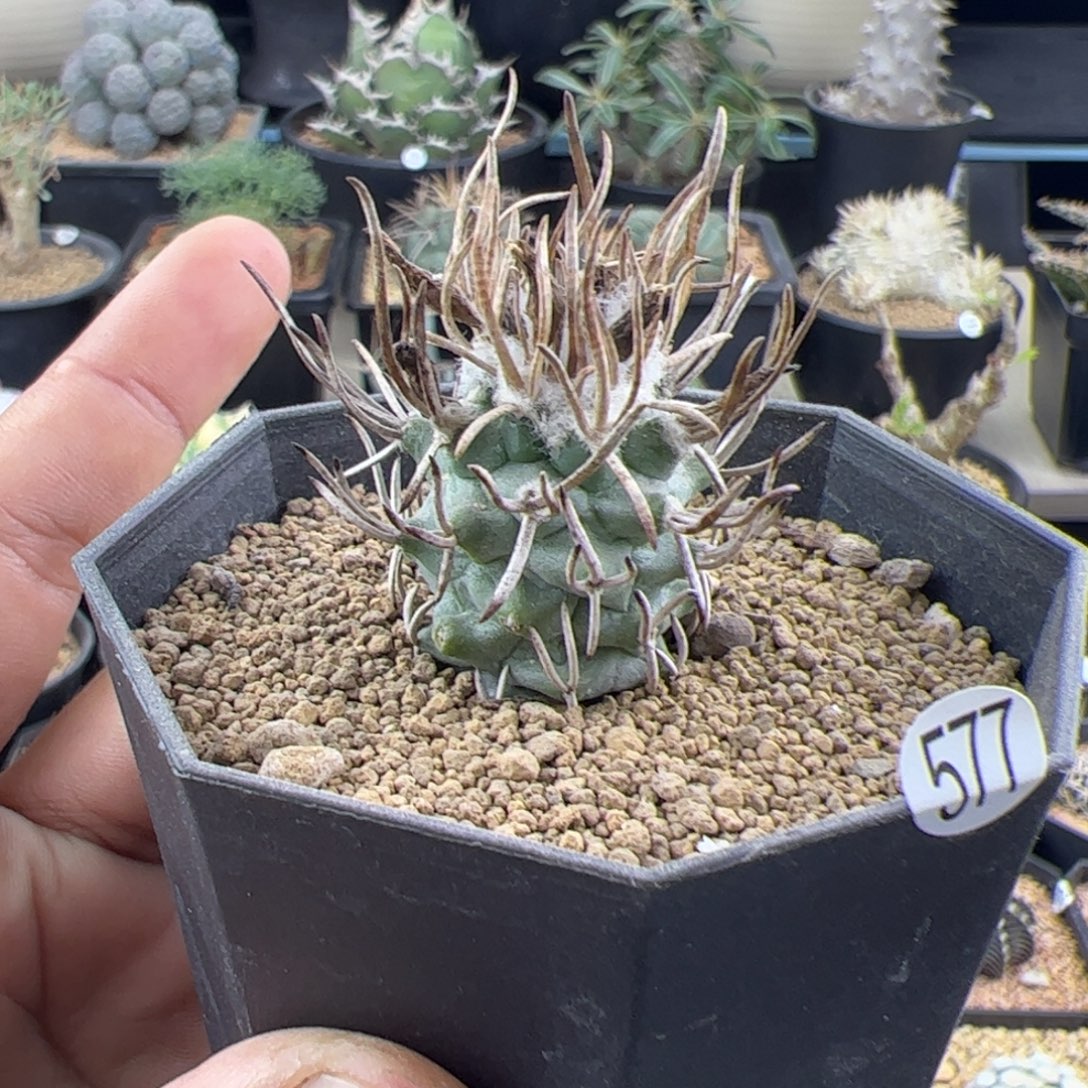 黄龙娇丽一物一拍577