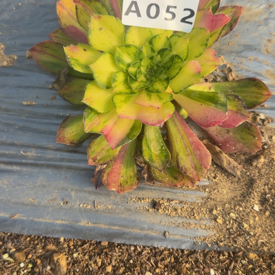 淡***静052知否到秋。多肉植物