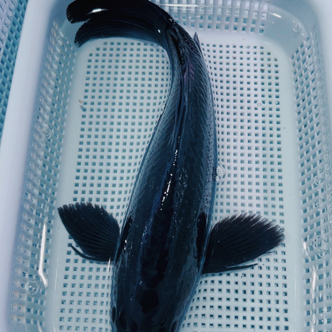 锦鲤锦鲤冷水鱼观赏