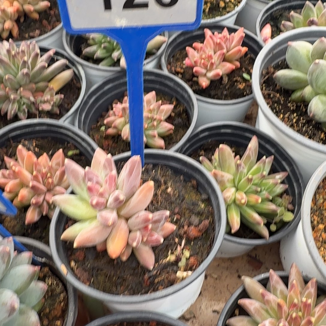 l***.多肉植物漂亮双头126
