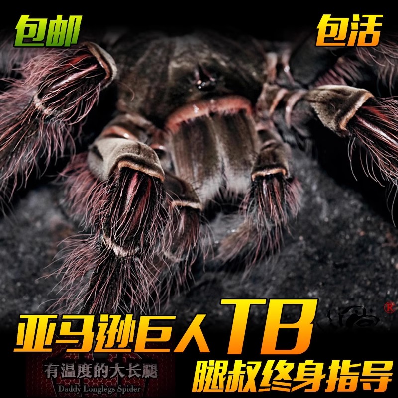  腿叔~亚马逊巨人TB长毛种世界上最大的宠物蜘蛛之一