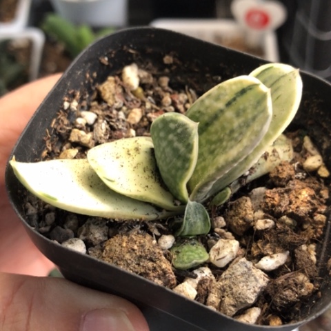 奶油蜗牛白锦带盆发货