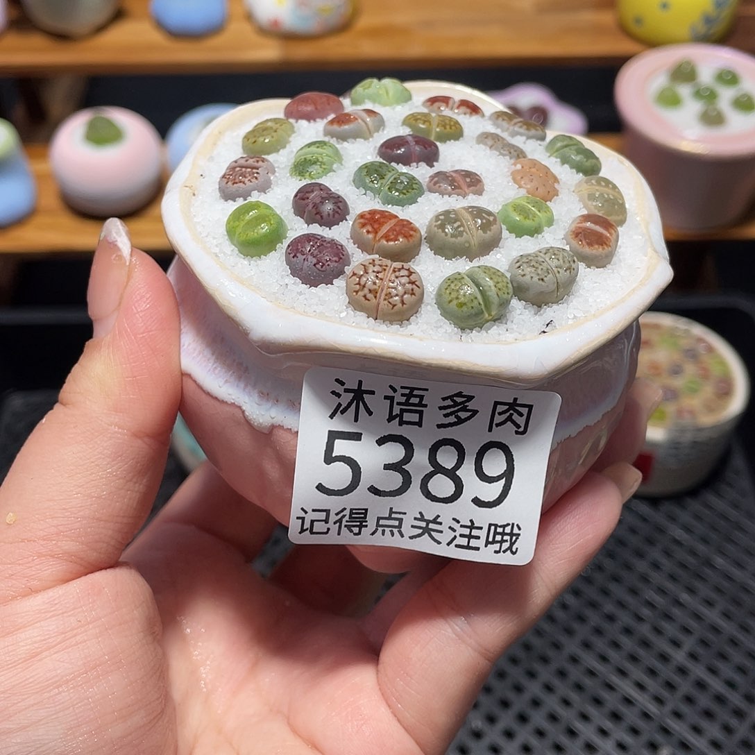 带盆土植物 一物一拍5389