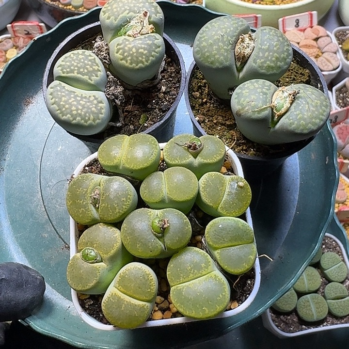 余****生石花1111111。  219