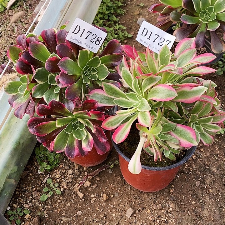 1727、28幽兰夜罗刹多肉母本2颗