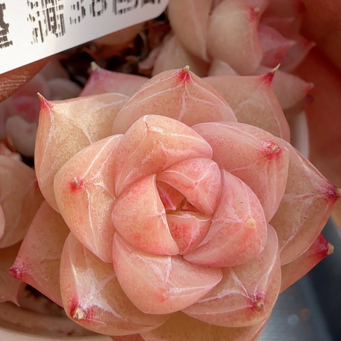 【闪购商品】0123-59散的