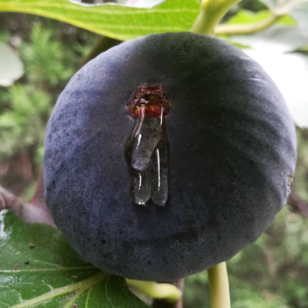 超甜丰产黑布索无花果苗