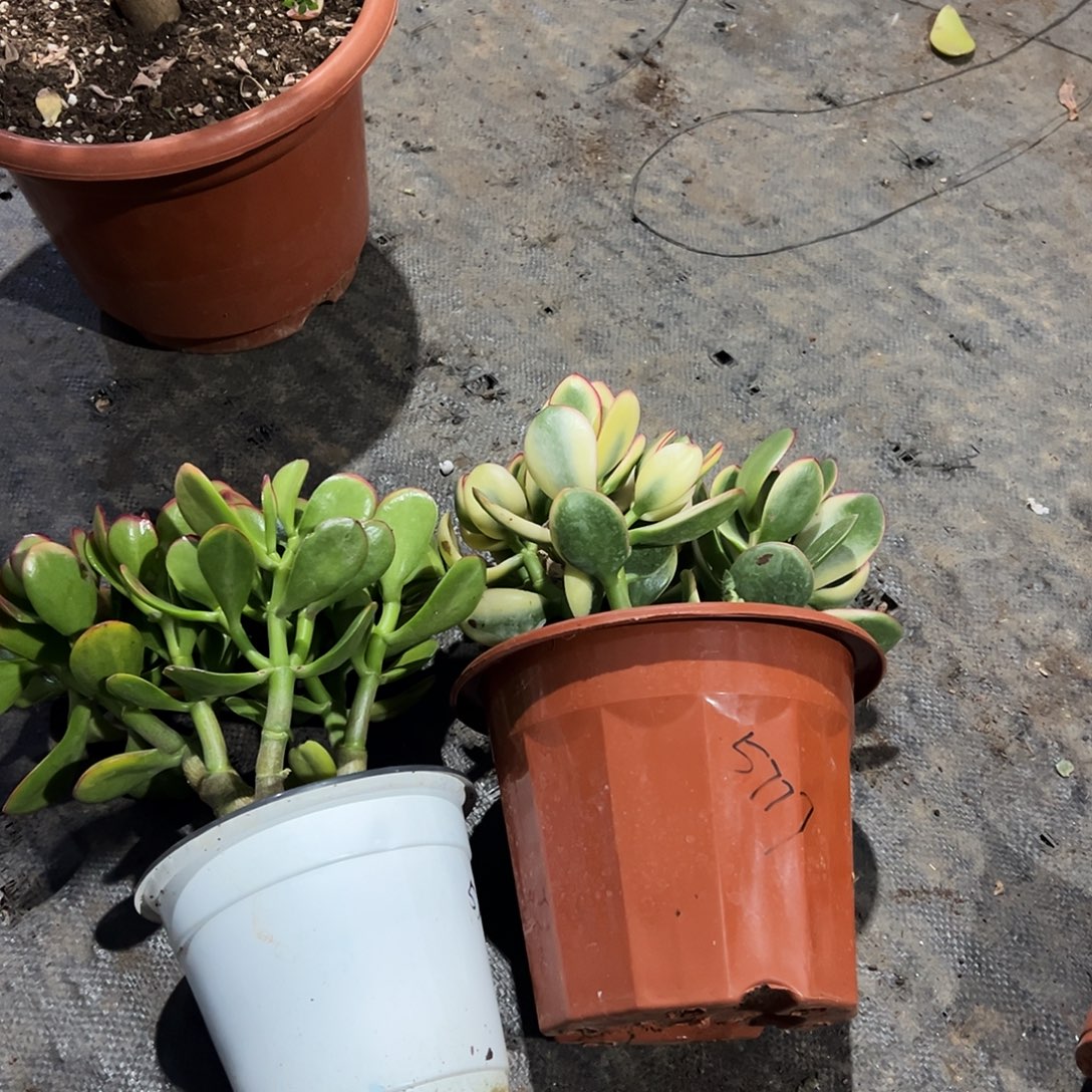 致***静稀有黄金花月➕新花月锦带盆发货5777