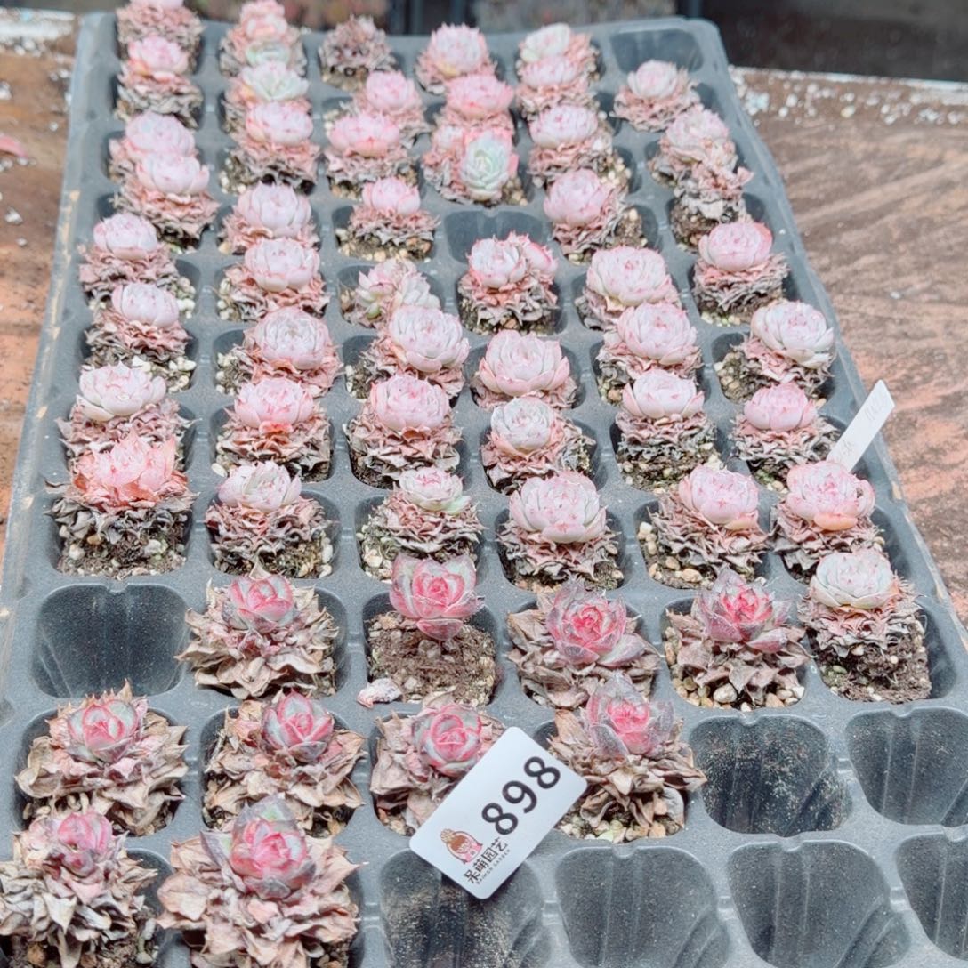 多肉植物多肉植物