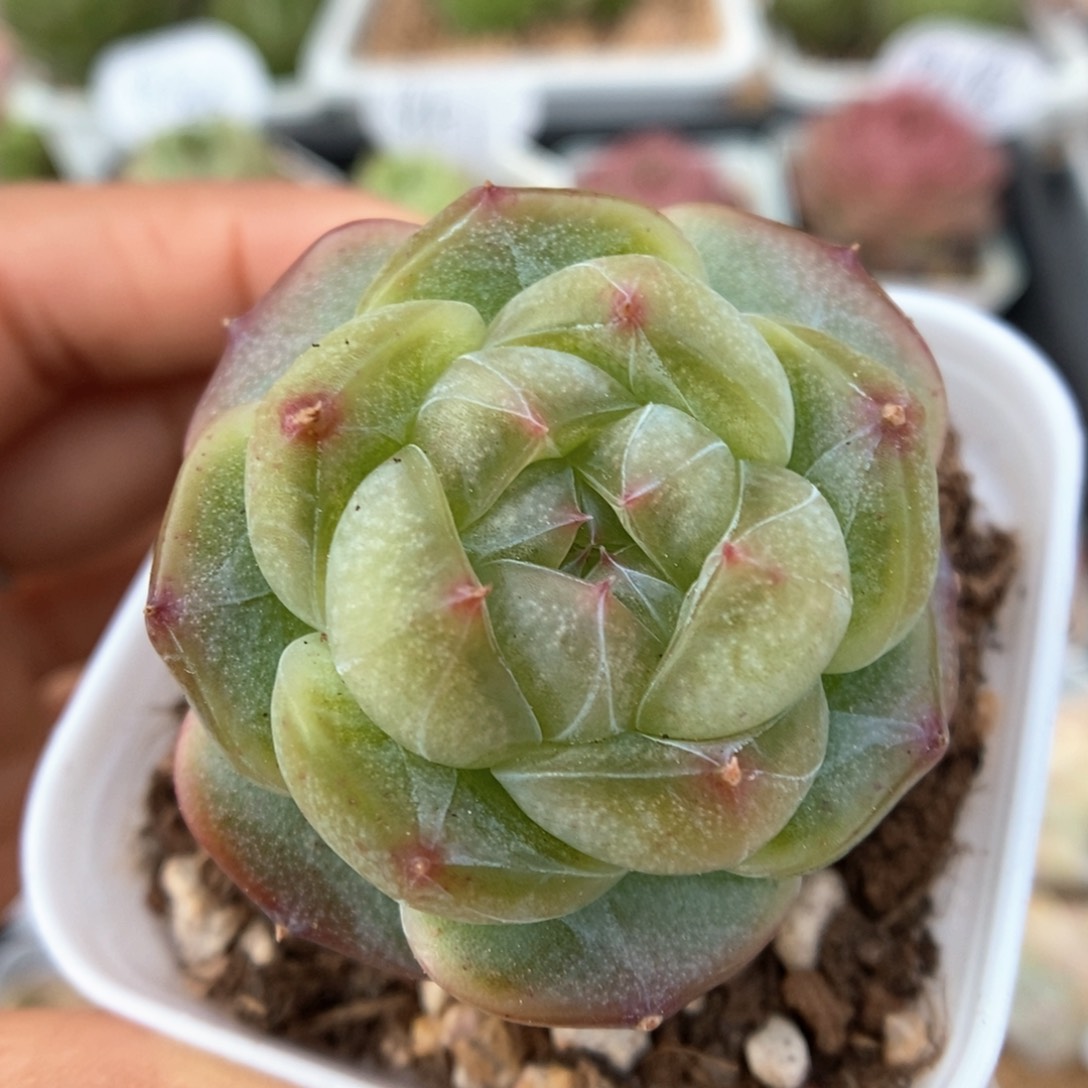 透心珍妮可拍4188号。