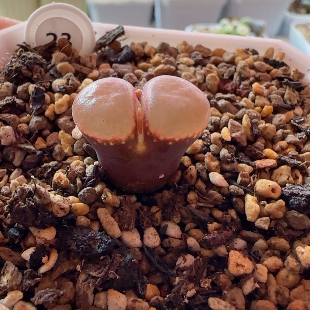 精品 福利。      风铃玉