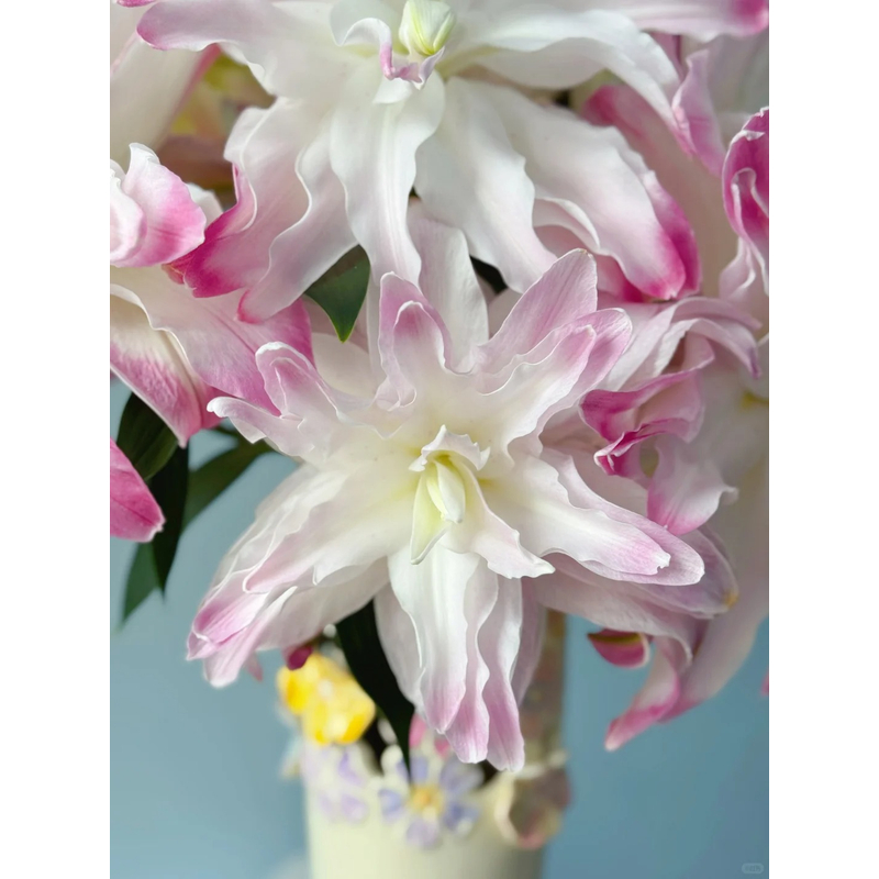 【水蜜桃】重瓣香水百合 一单包邮 云南鲜花昆明基地现采现发
