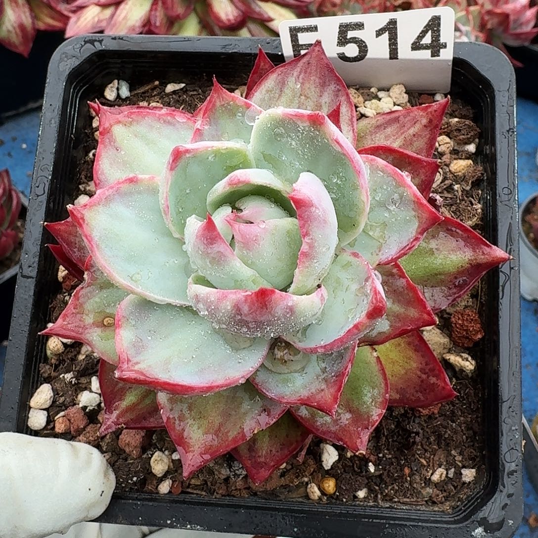 惊鸿惊鸿惊鸿 514........