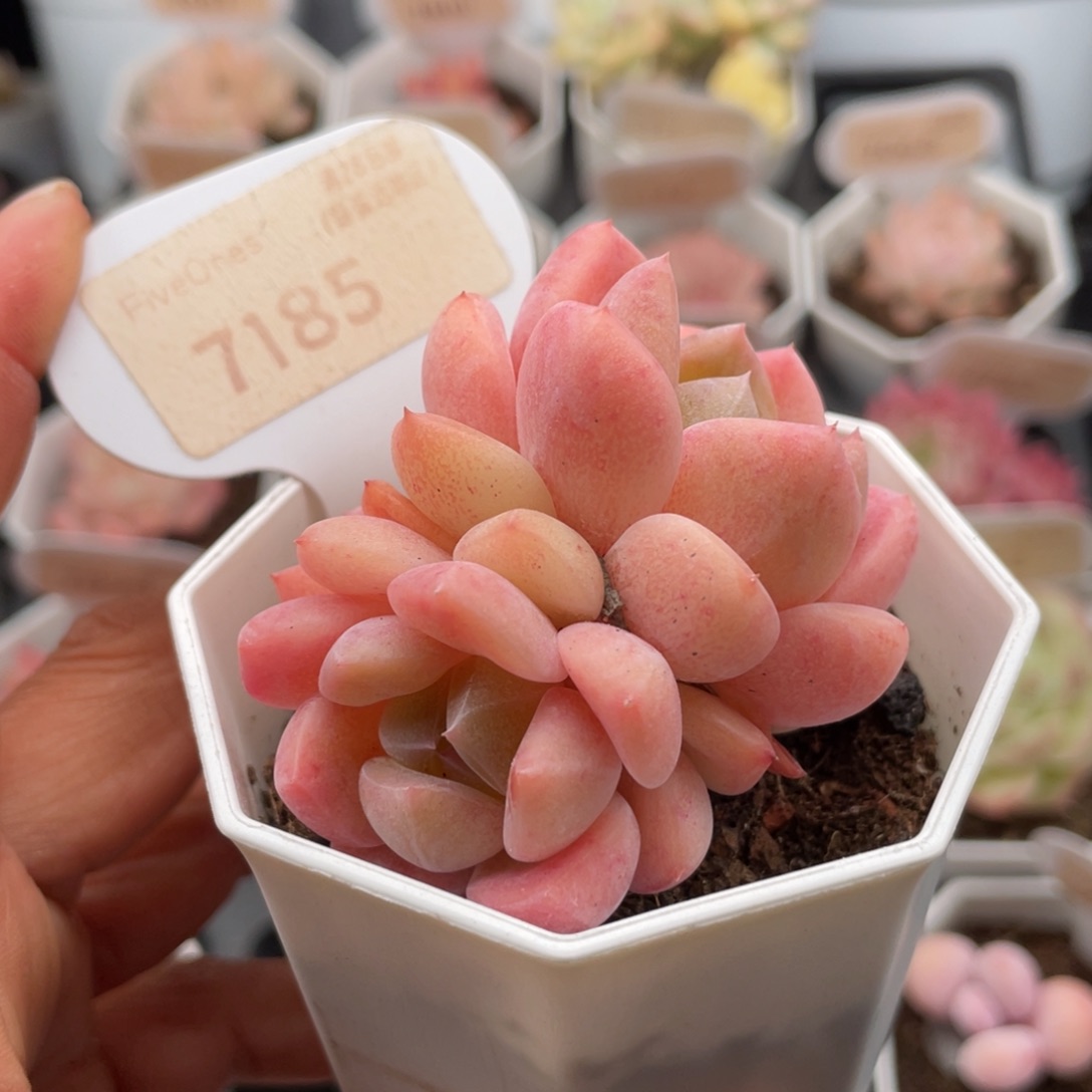 心心糖7185-6.0厘米