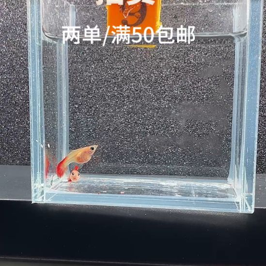 孔雀鱼9.琉璃玻璃猫2条