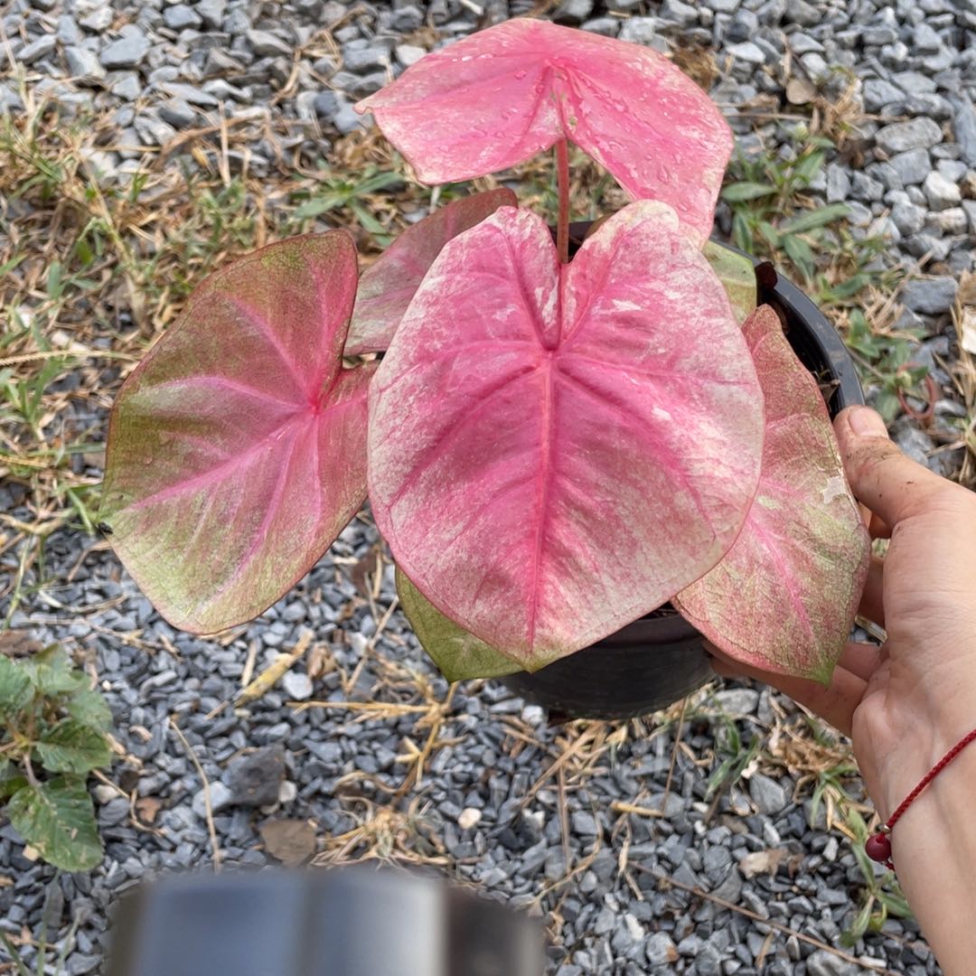 无花朵D255新品种子