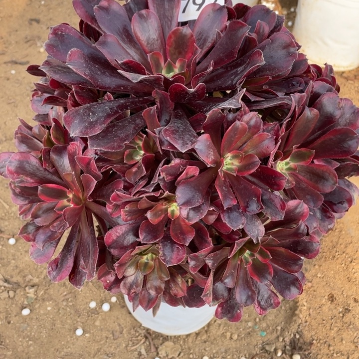 无花朵797多肉植物蒙娜丽莎