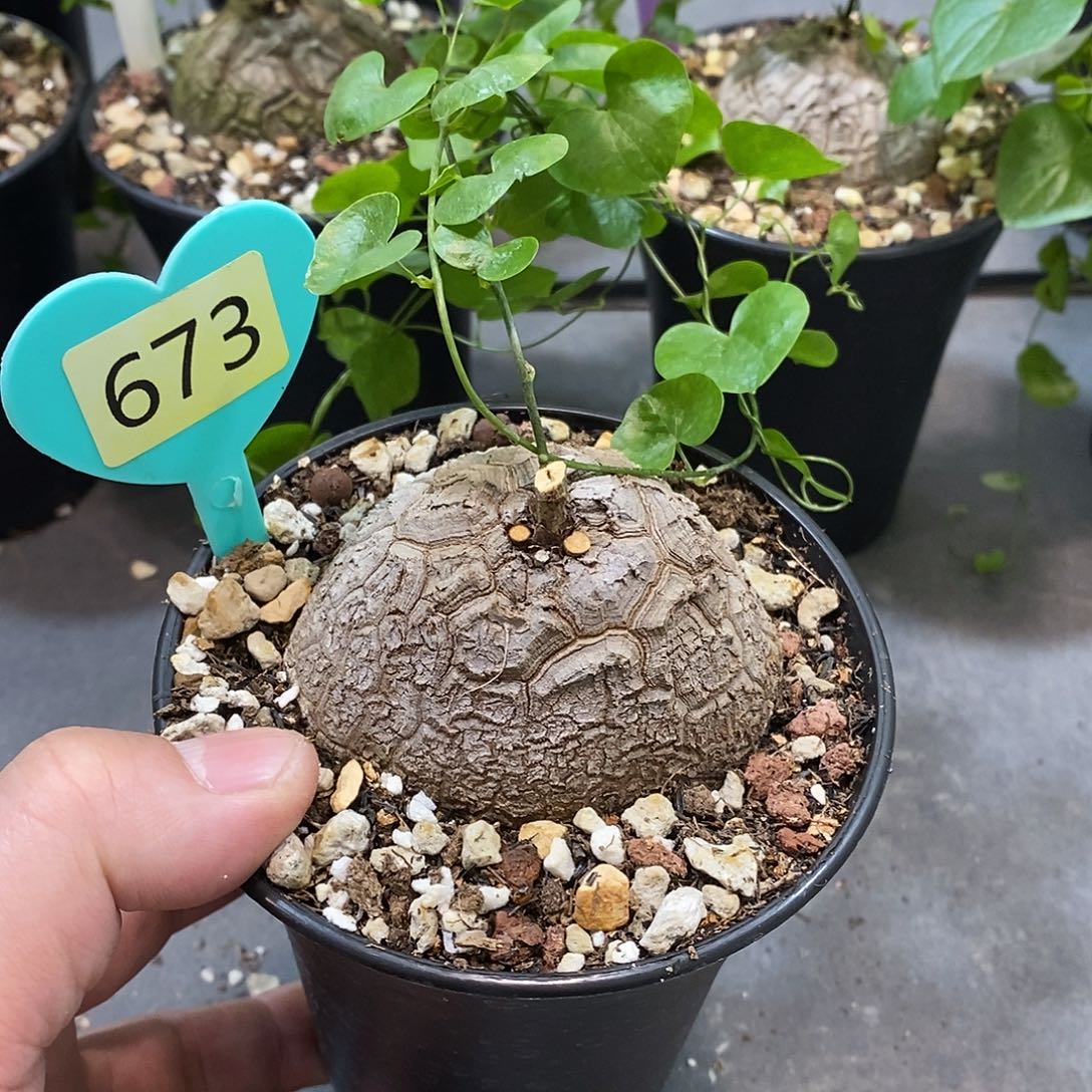 南非龟甲龙龟甲龙