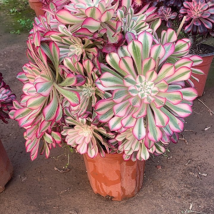 我****儿多肉法师多头法师382