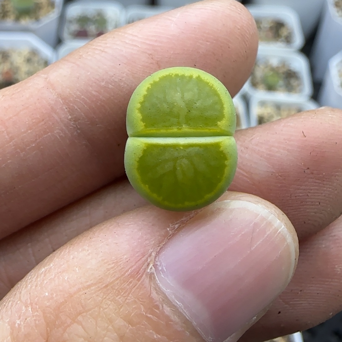 215福利一颗绿菊30包邮