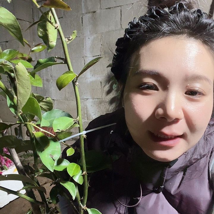 老***周7799两颗四分枝叶仙
