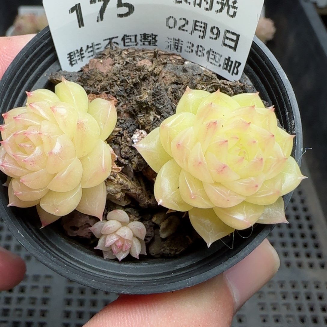 0209-175麦秆不包整