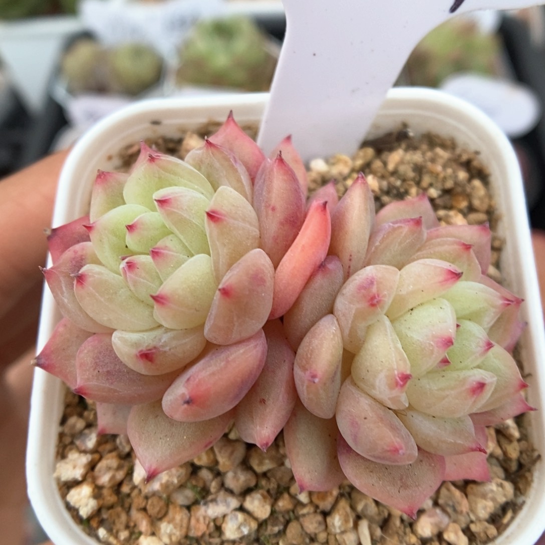 寒绯双头可拍941号。 