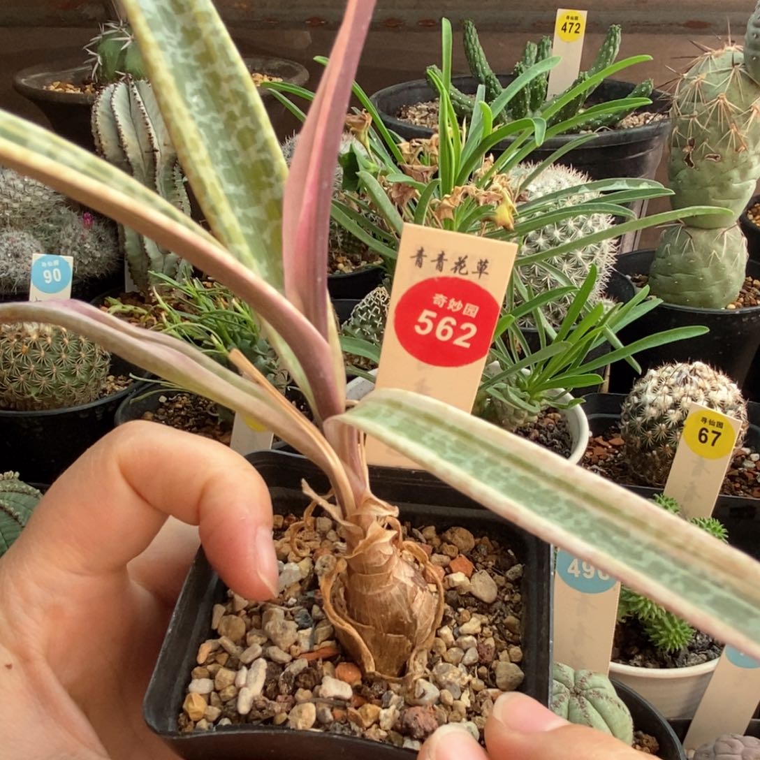 油殿百合一棵仙人球