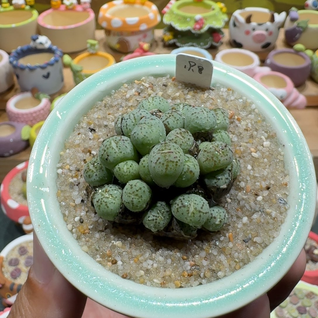 蘑菇1211肉锥群多肉植物