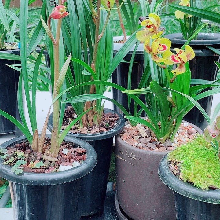 静***2完全开放一物一漂亮