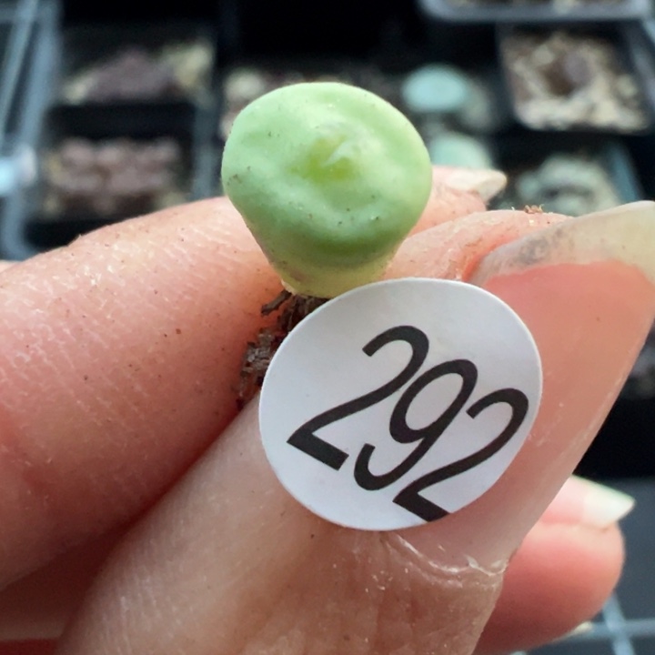 ¸****292号1111111111111111