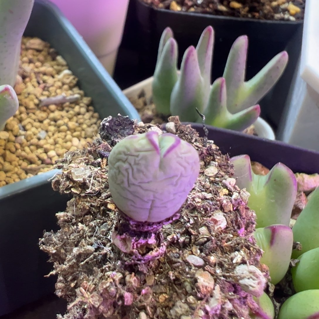 嗨***晟专拍专拍 肉锥植物