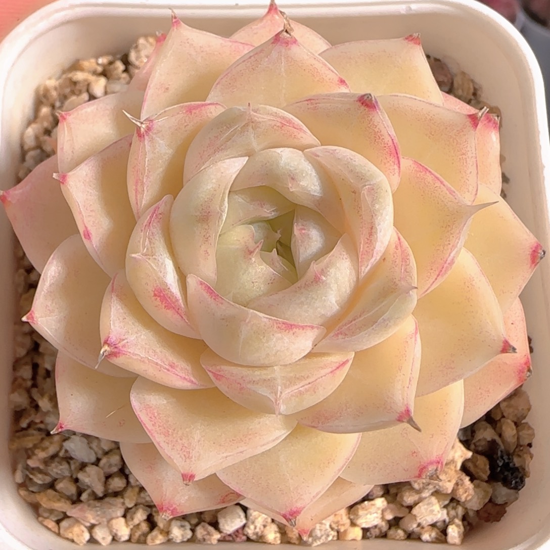 多肉1229-238女王玫瑰